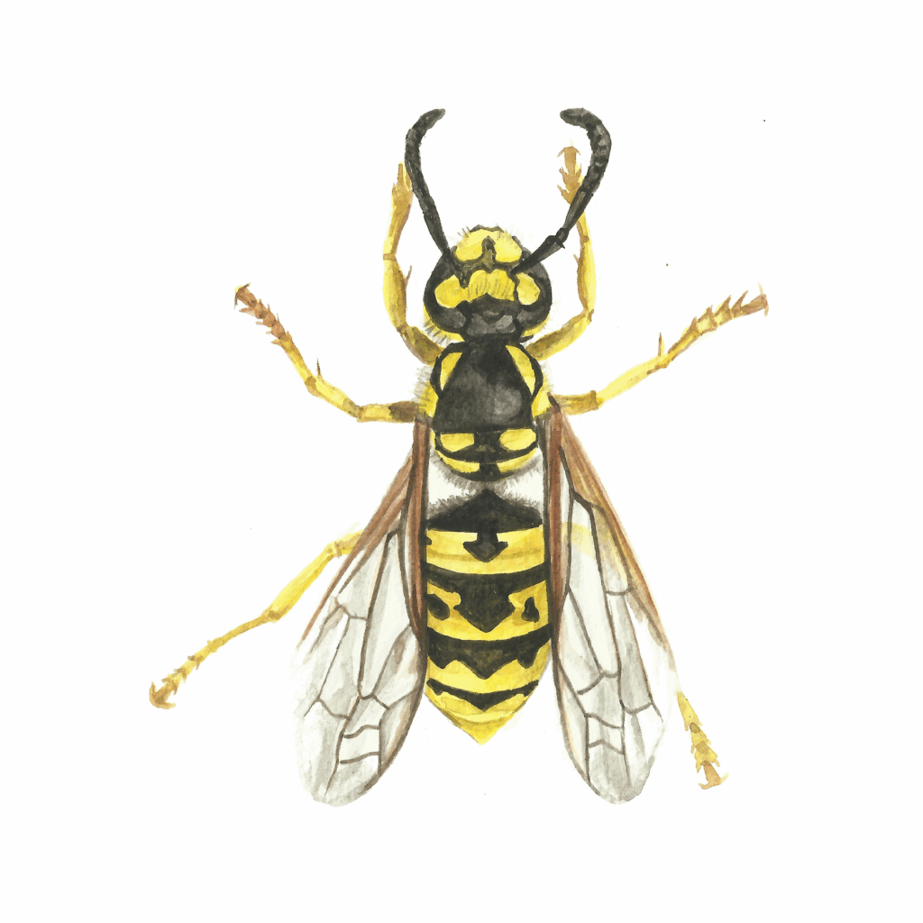 zuzana šabatková ilustrace