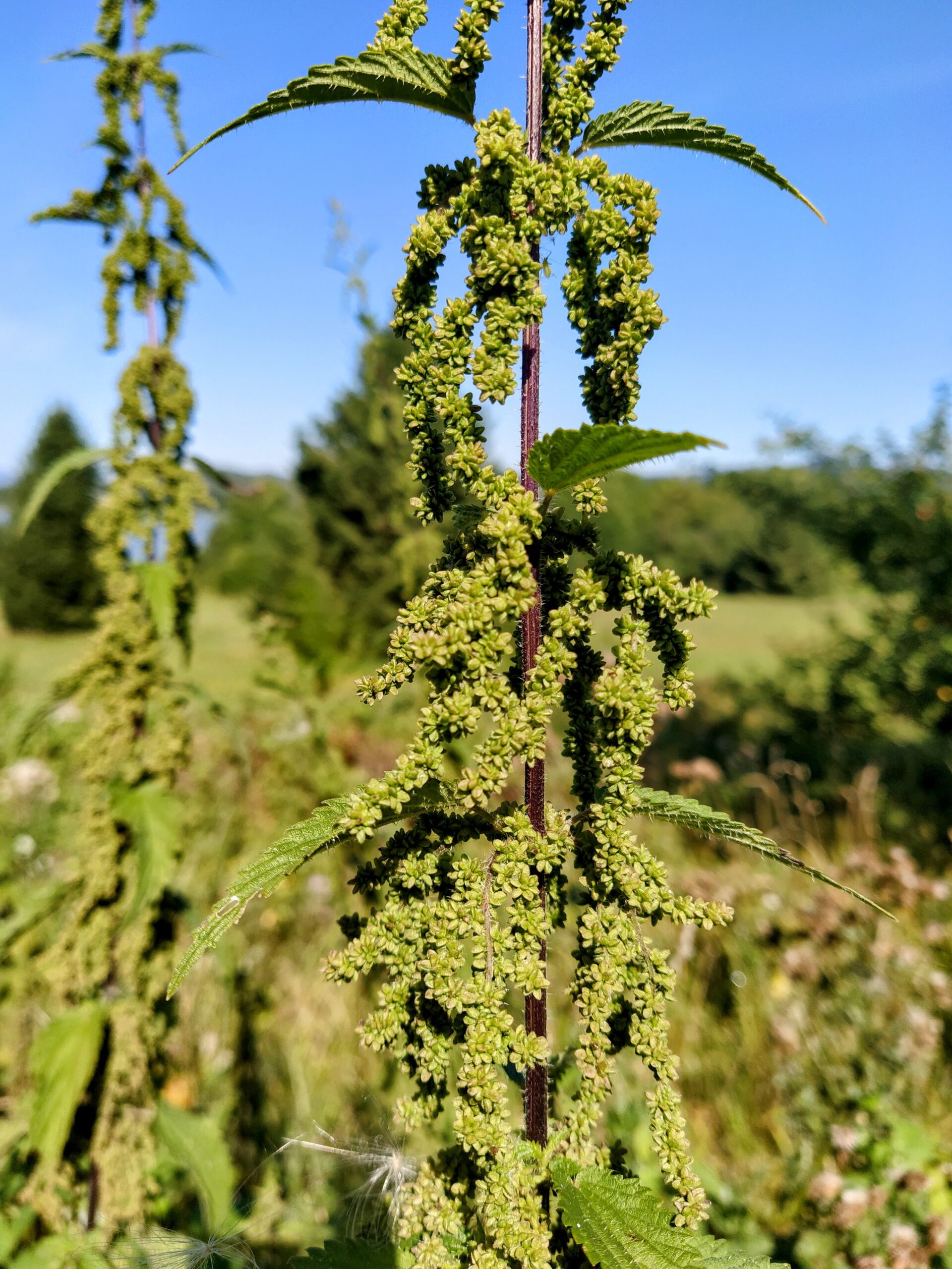 IMG 20250818 101313 EDIT scaled