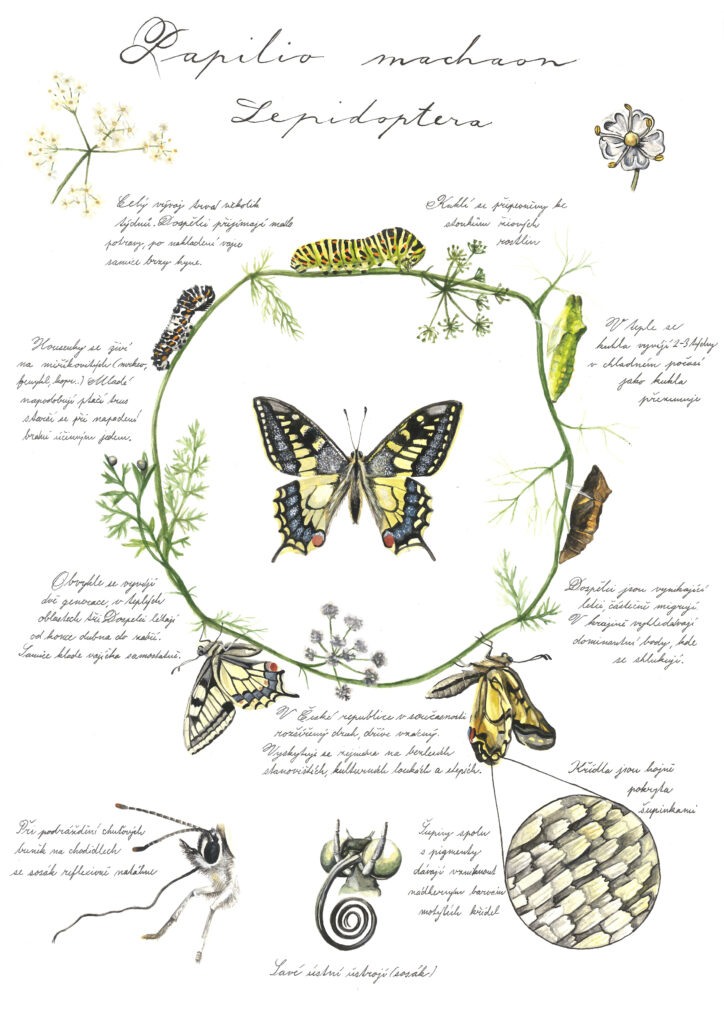 Zuzana Šabatková ilustrace