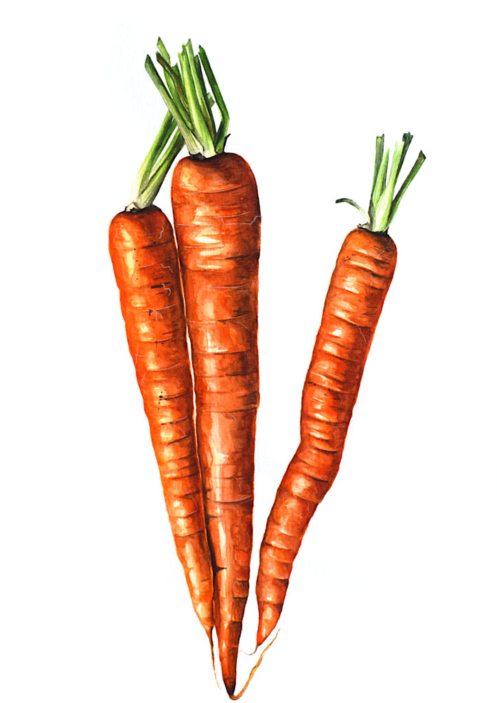 Zuzana Šabatková ilustrace