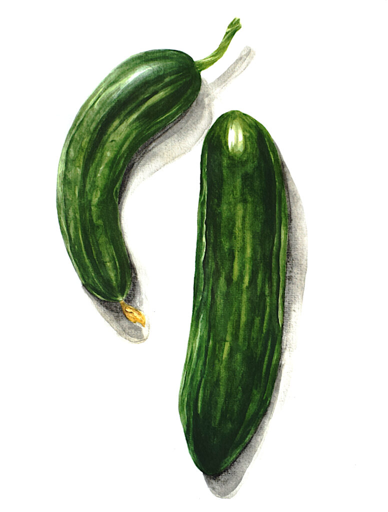 Zuzana Šabatková ilustrace