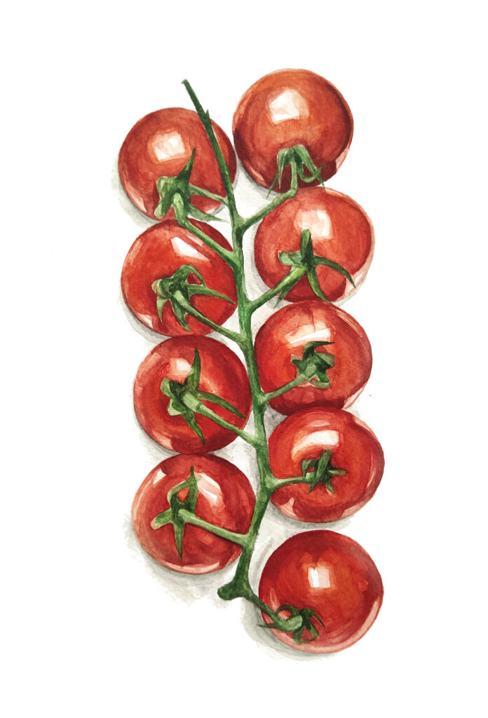 Zuzana Šabatková ilustrace