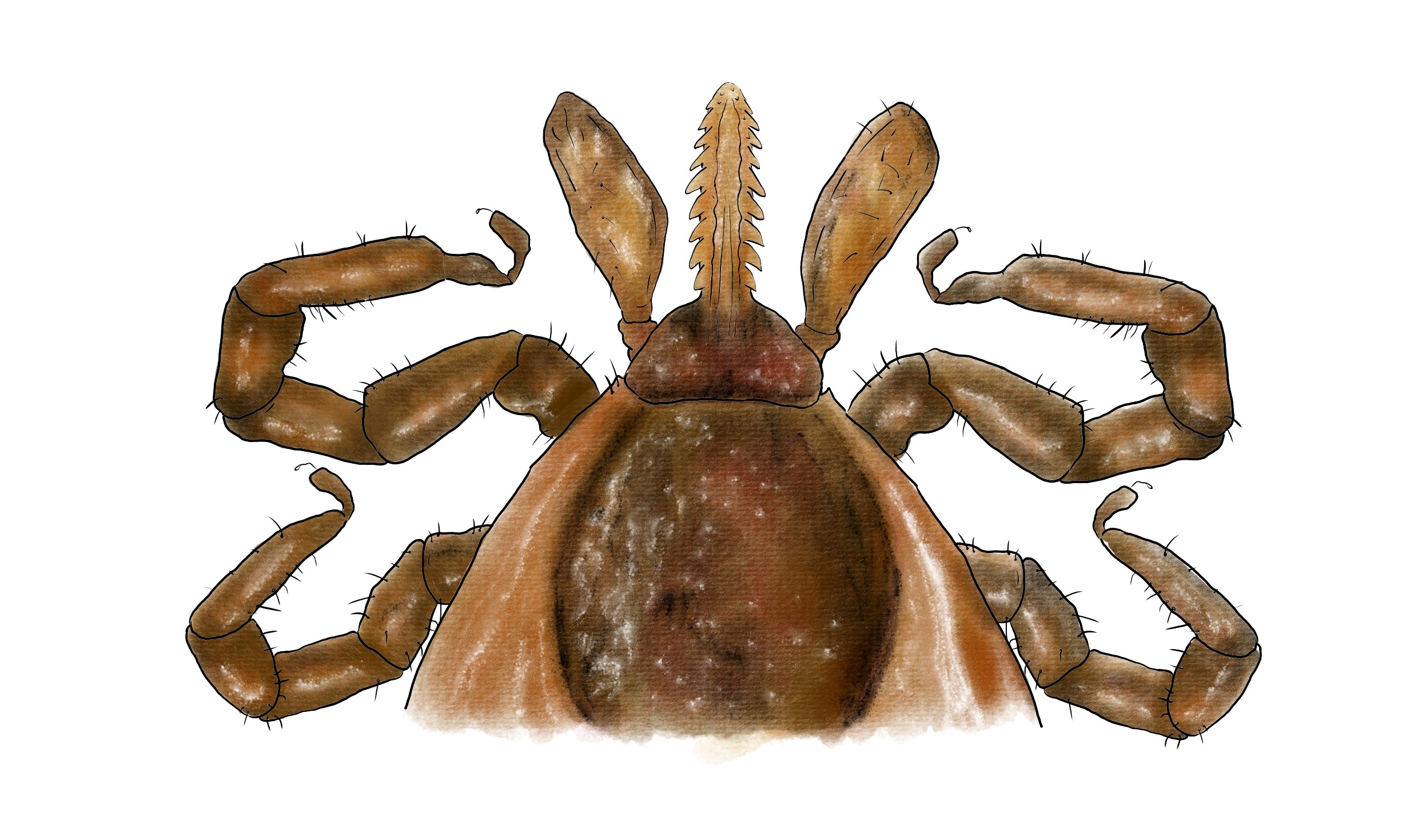 Zuzana Šabatková ilustrace