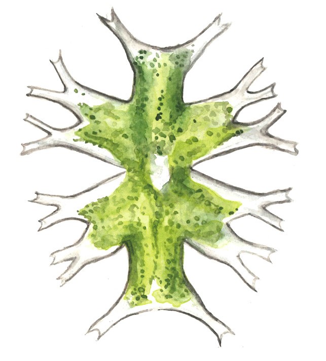 Zuzana Šabatková ilustrace