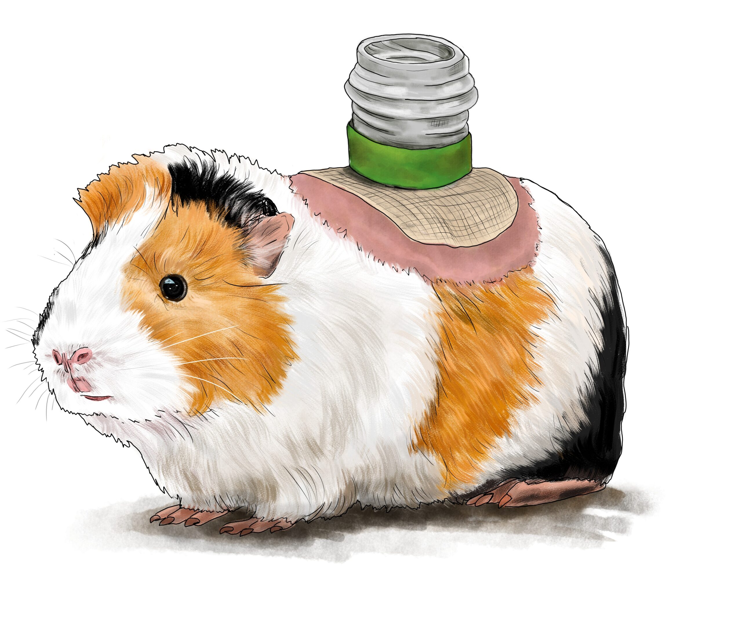 Zuzana Šabatková ilustrace