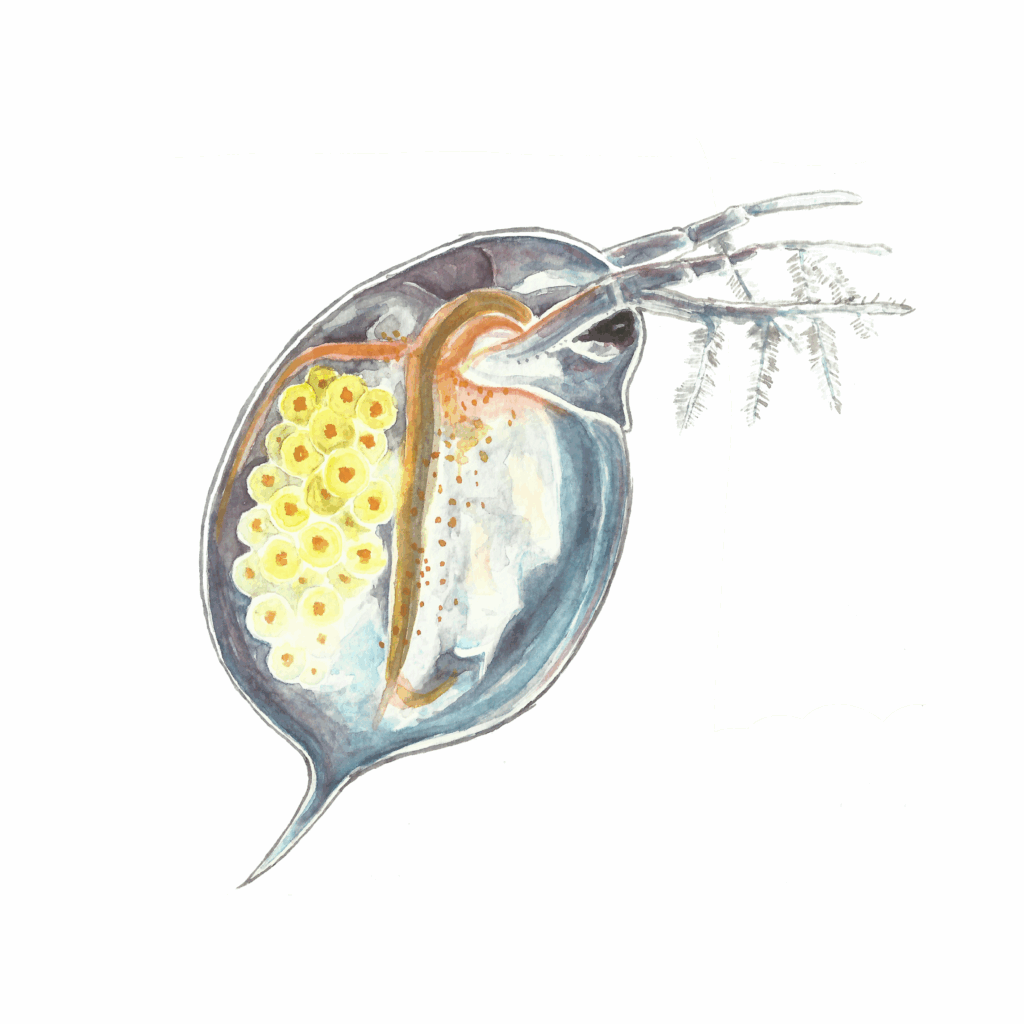 Zuzana Šabatková ilustrace