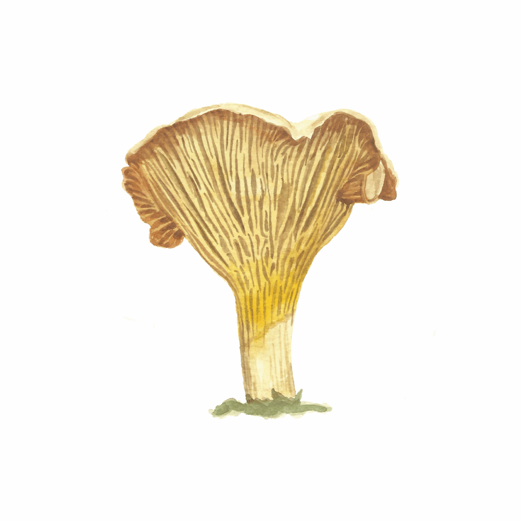 Zuzana Šabatková ilustrace