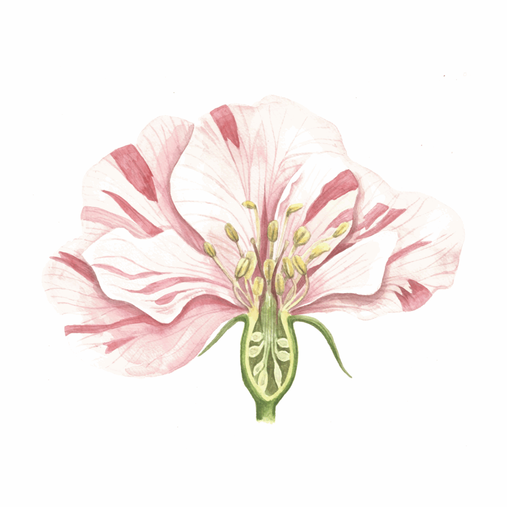 Zuzana Šabatková ilustrace