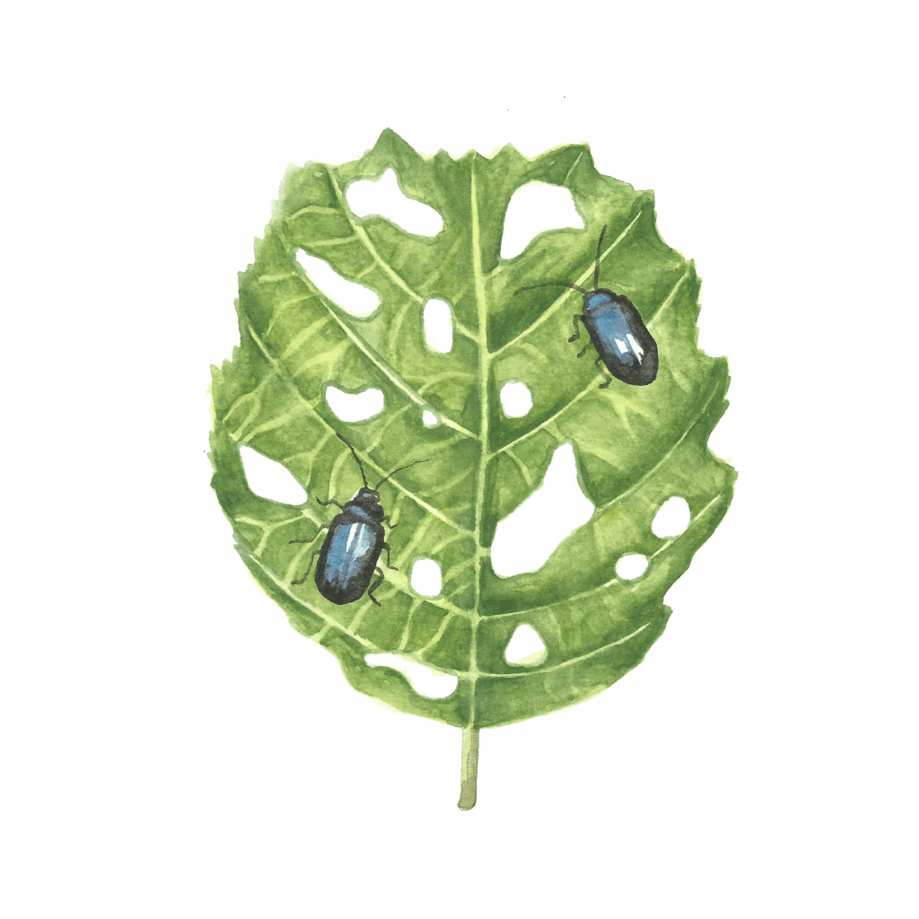 Zuzana Šabatková ilustrace